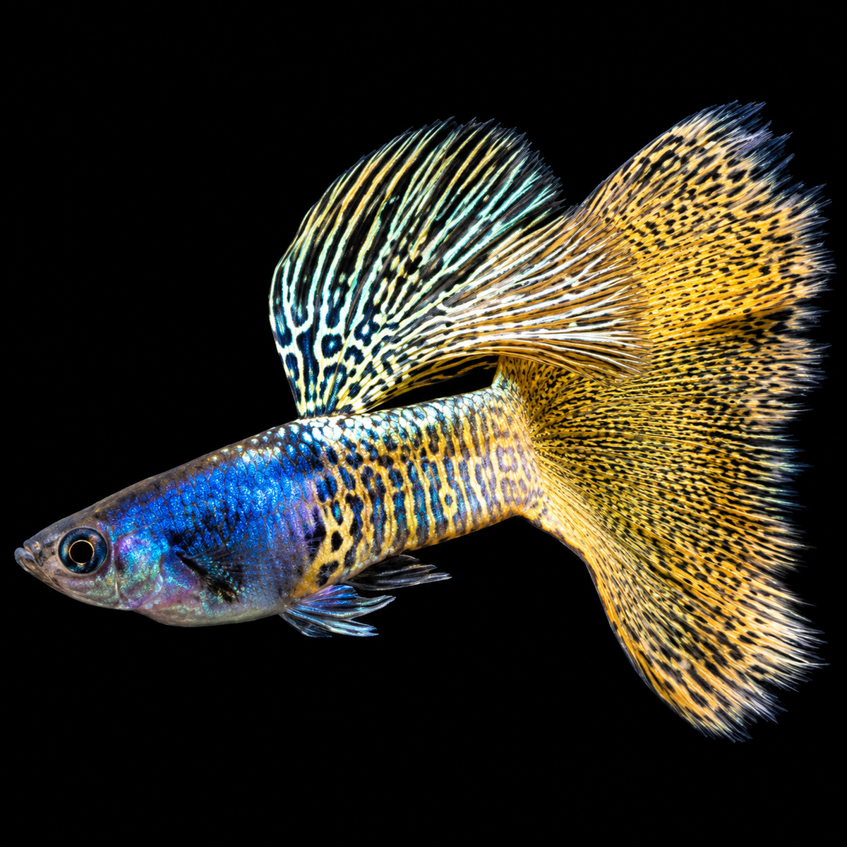 Metal Yellow Lace Guppy Fish