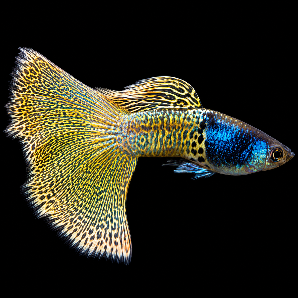 Metal Yellow Lace Guppy Fish