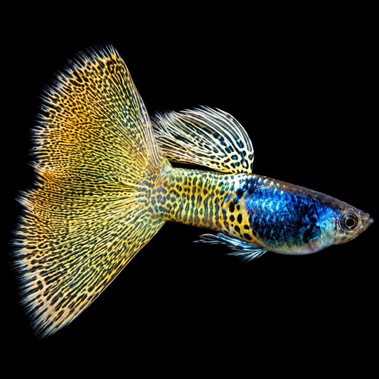 Metal Yellow Lace Guppy Fish
