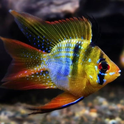 German Blue Balloon Ram Cichlid