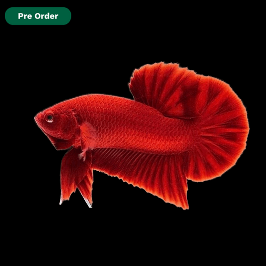 Tropicflow | Super Red Plakat Male Betta For Sale