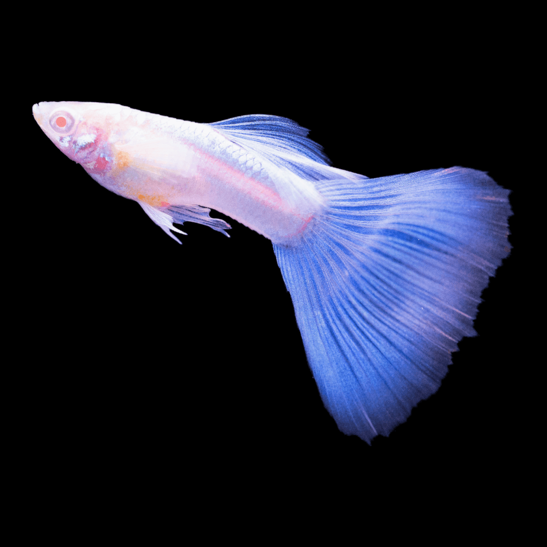 Blue Topaz Guppy Fish