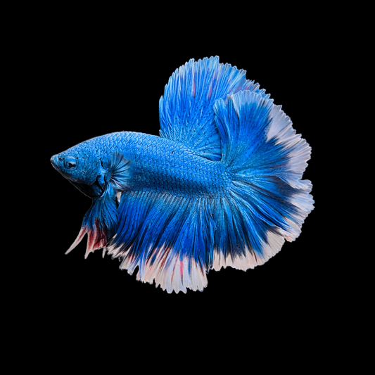 Blue Butterfly Halfmoon Fish