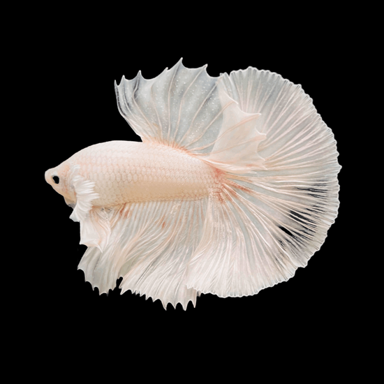 Betta Fish Prince of White Garuda Feather tail OHM