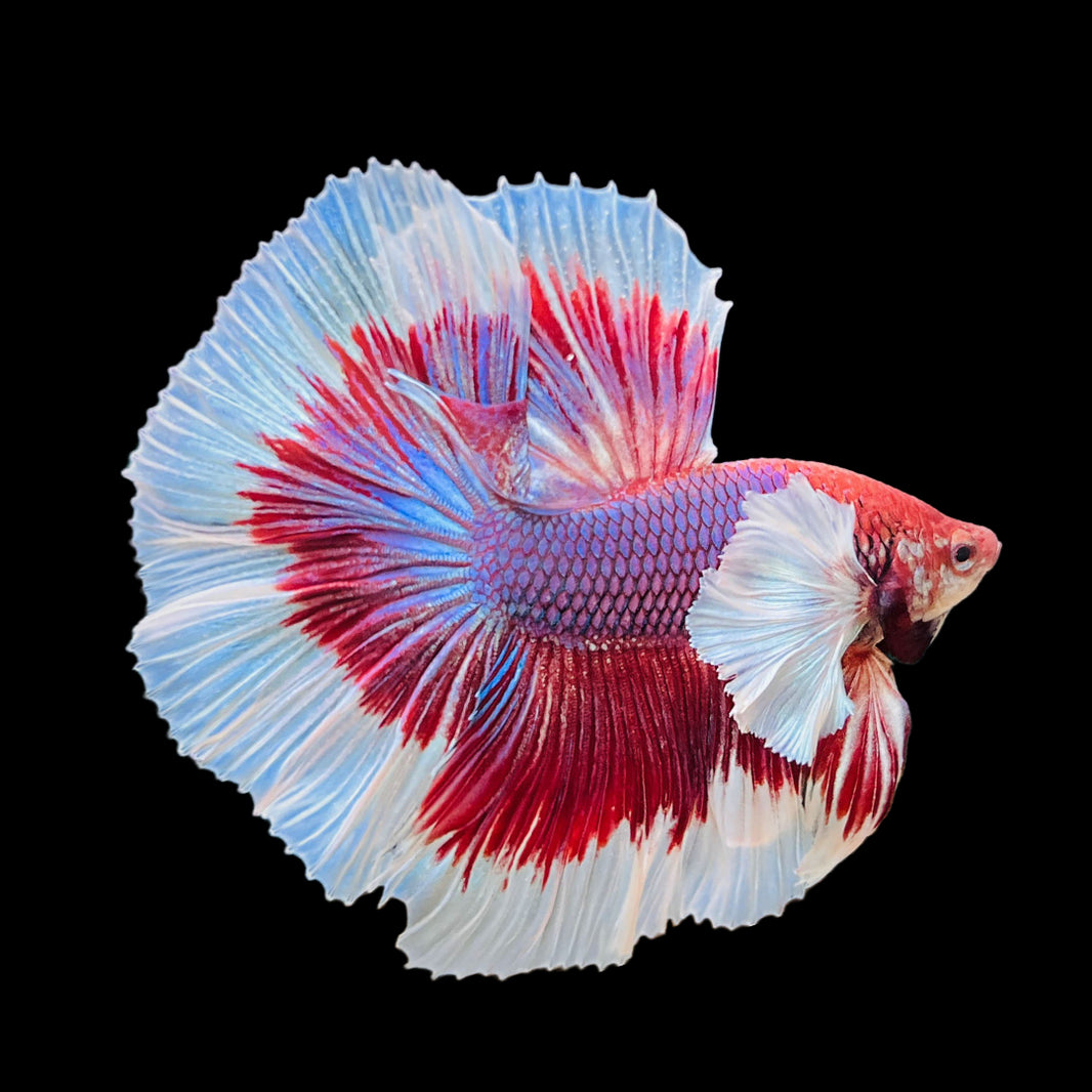 Fsh Collection Exquisite Halfmoon Male Betta Fish - TropicFlow Collection – Tropicflow