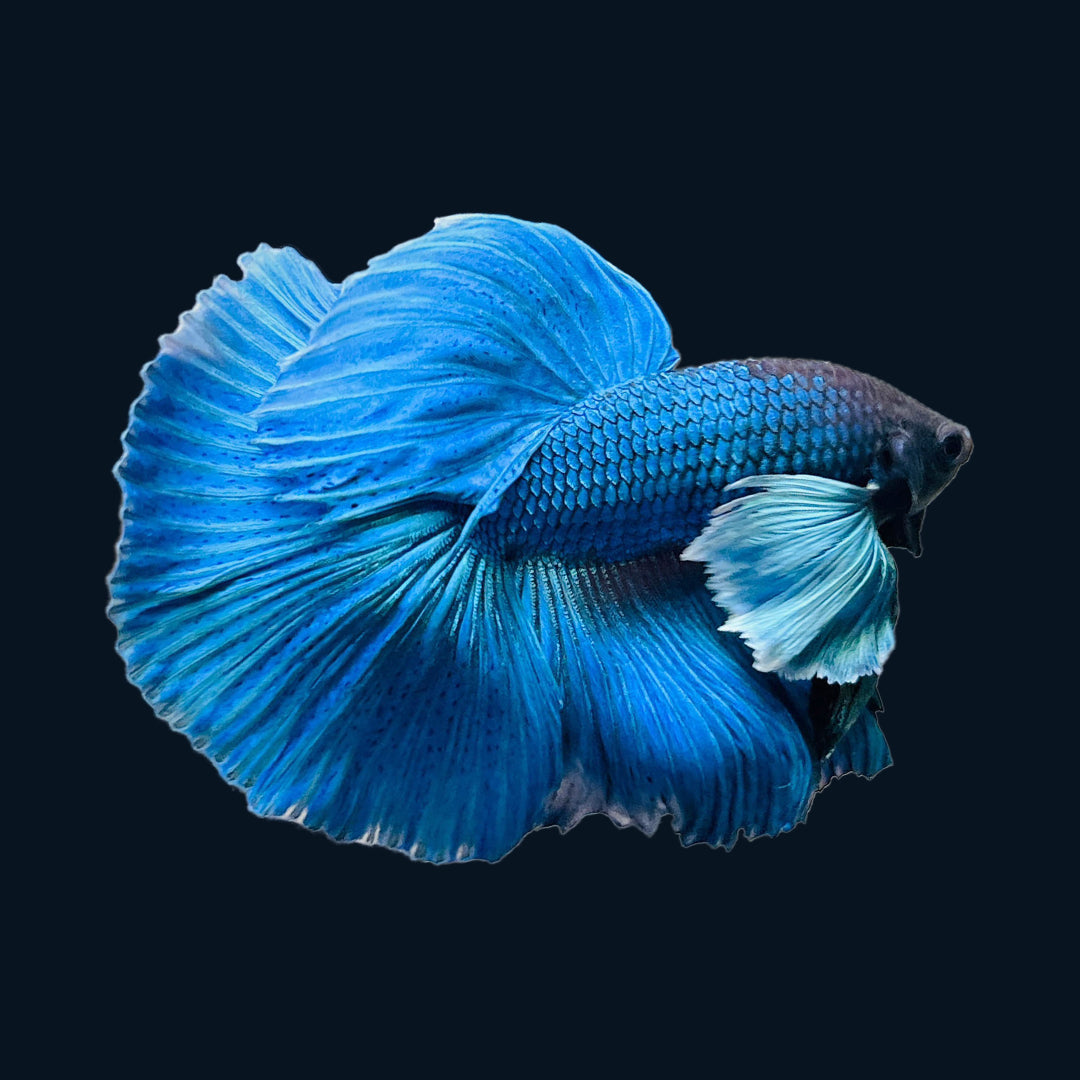 Tropicflow | Royal Blue Dumbo Halfmoon Male Betta Fish