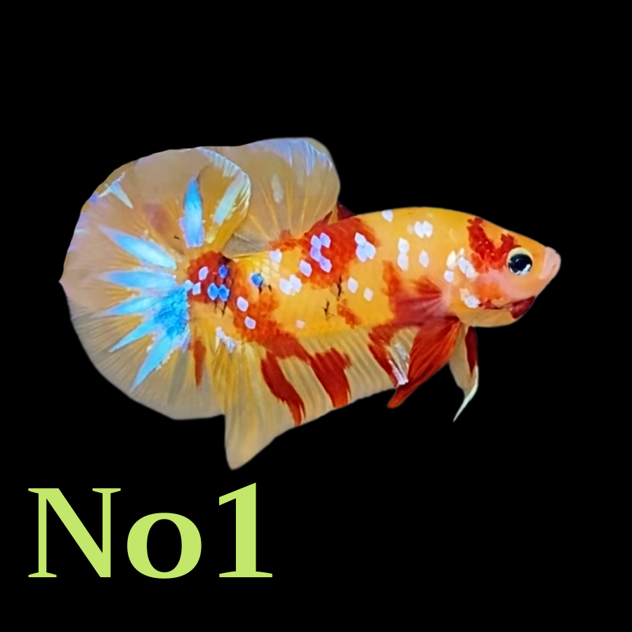 Multicolor Plakat Male Betta Fish |Show Grade|  You Pick Fish