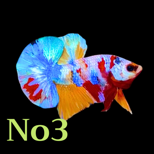 Multicolor Plakat Male Betta Fish |Show Grade|  You Pick Fish
