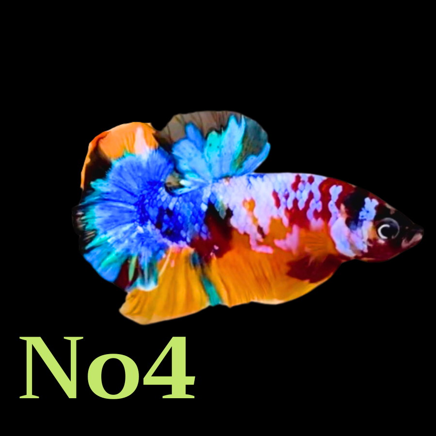 Multicolor Plakat Male Betta Fish |Show Grade|  You Pick Fish