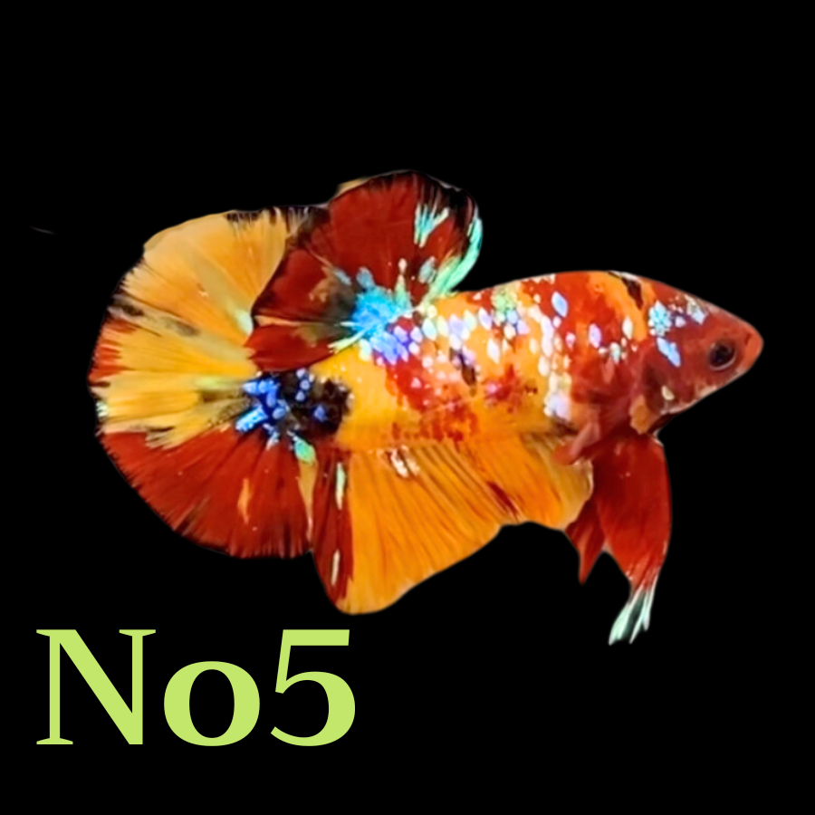 Multicolor Plakat Male Betta Fish |Show Grade|  You Pick Fish