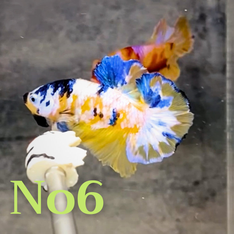 Multicolor Plakat Male Betta Fish |Show Grade|  You Pick Fish