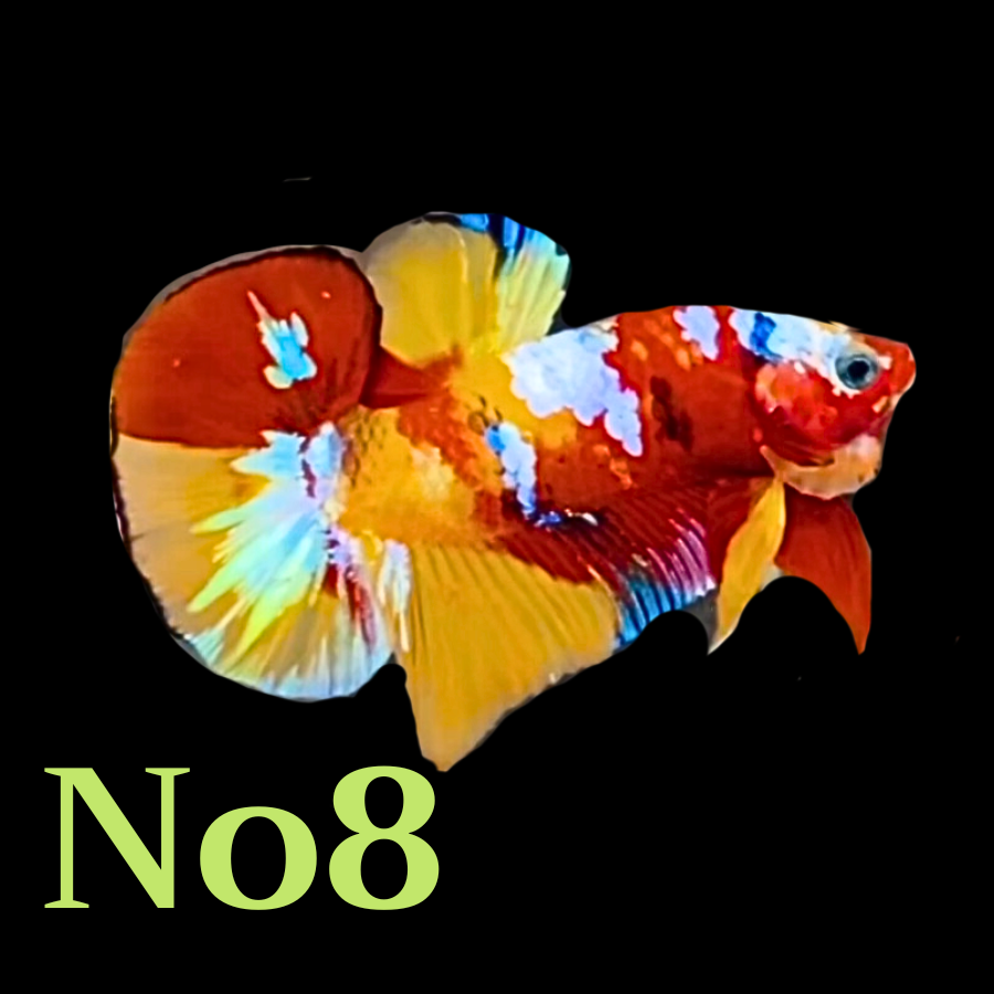 Multicolor Plakat Male Betta Fish |Show Grade|  You Pick Fish