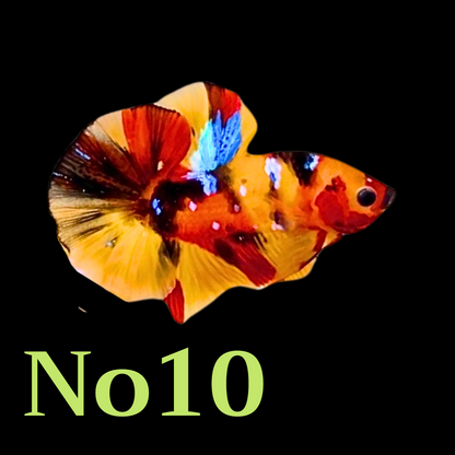 Multicolor Plakat Male Betta Fish |Show Grade|  You Pick Fish