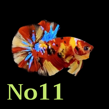 Multicolor Plakat Male Betta Fish |Show Grade|  You Pick Fish