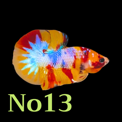 Multicolor Plakat Male Betta Fish |Show Grade|  You Pick Fish