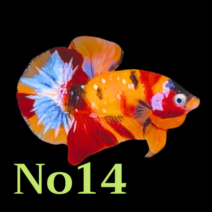 Multicolor Plakat Male Betta Fish |Show Grade|  You Pick Fish