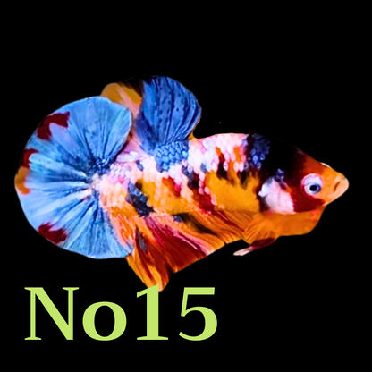 Multicolor Plakat Male Betta Fish |Show Grade|  You Pick Fish