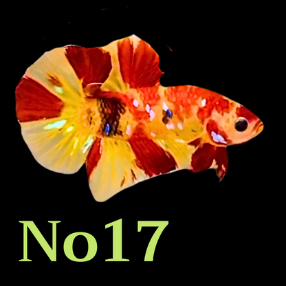 Multicolor Plakat Male Betta Fish |Show Grade|  You Pick Fish