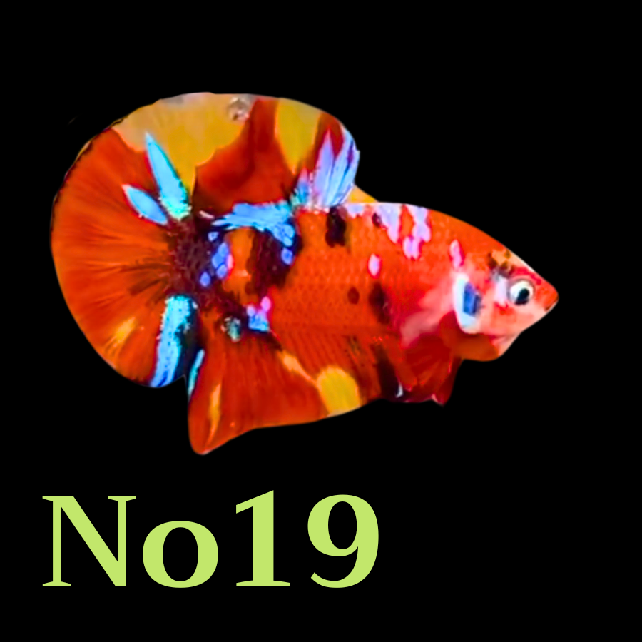 Multicolor Plakat Male Betta Fish |Show Grade|  You Pick Fish