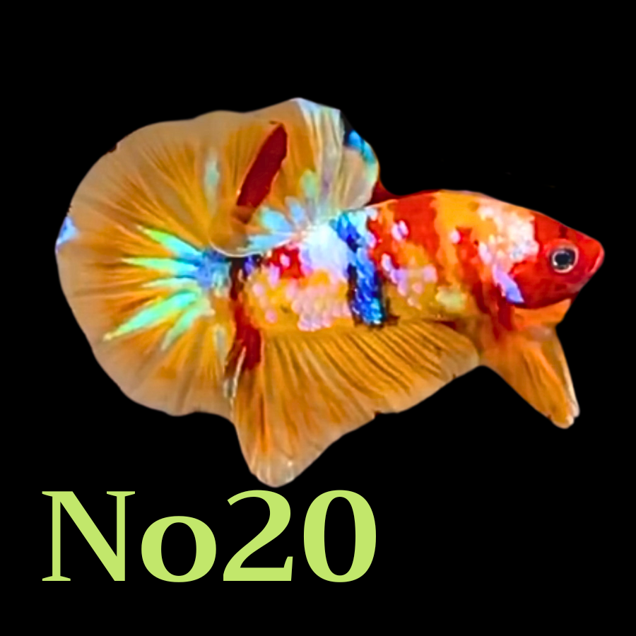 Multicolor Plakat Male Betta Fish |Show Grade|  You Pick Fish