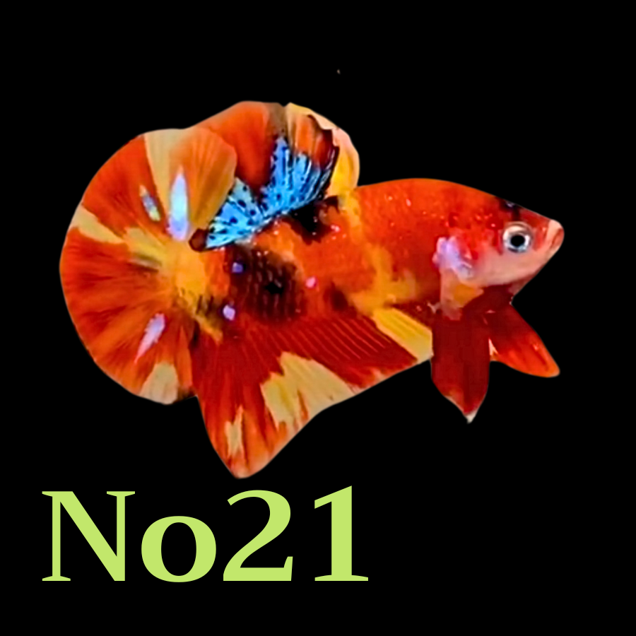 Multicolor Plakat Male Betta Fish |Show Grade|  You Pick Fish