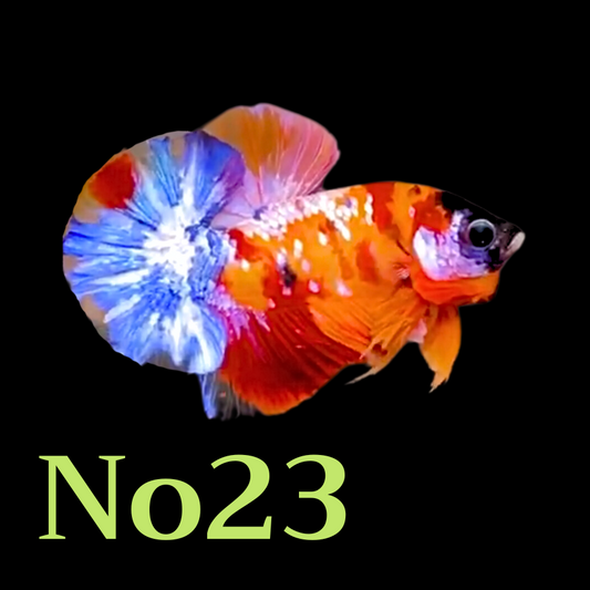 Multicolor Plakat Male Betta Fish |Show Grade|  You Pick Fish
