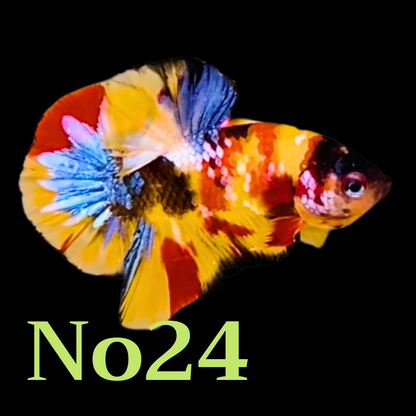 Multicolor Plakat Male Betta Fish |Show Grade|  You Pick Fish