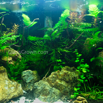 Aquarium Plant Saver Bundle – 12 Full-Size (No CO2 Required)