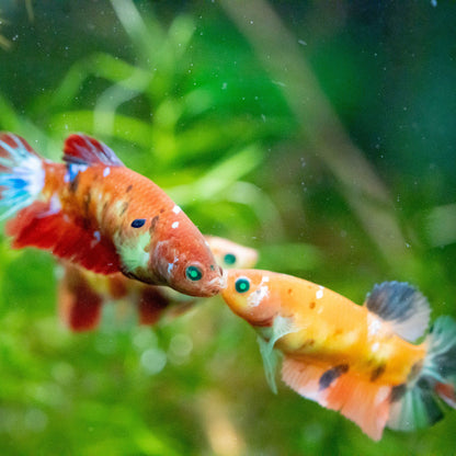 Female Betta Fish Sorority Koi Nemo Neon Plakat