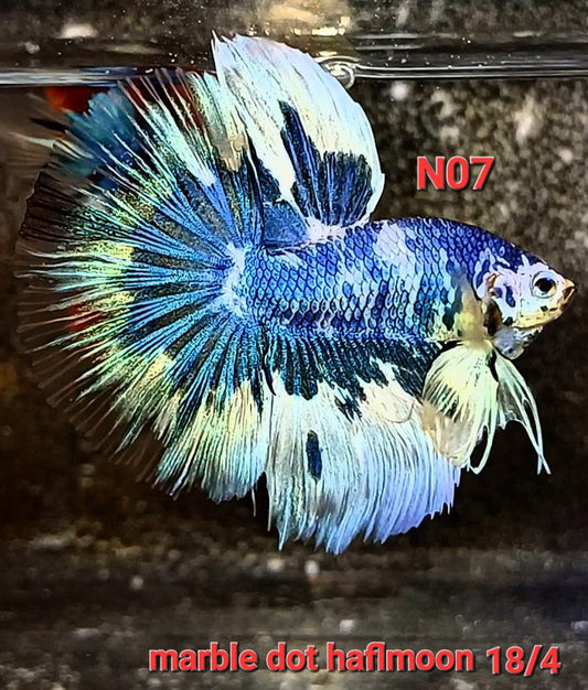 Blue Marble Dot Halfmoon Male Betta Fish | Order Directly From Farm | You Pick Fish