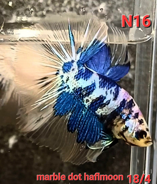 Blue Marble Dot Halfmoon Male Betta Fish | Order Directly From Farm | You Pick Fish