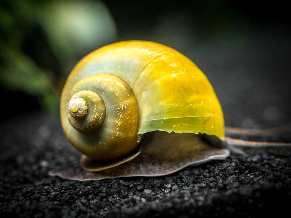 Tropicflow | Mystery Snail For Sale