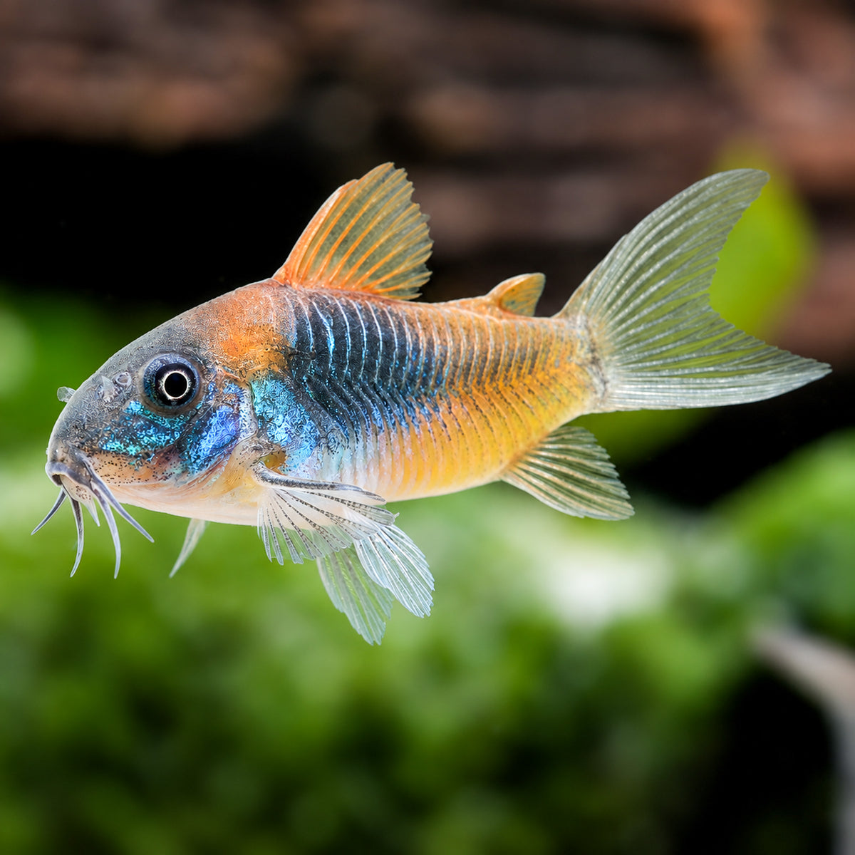 Orange Venezuelan Cory Catfish – Corydoras Venezuelanus