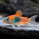 Orange Venezuelan Cory Catfish – Corydoras Venezuelanus