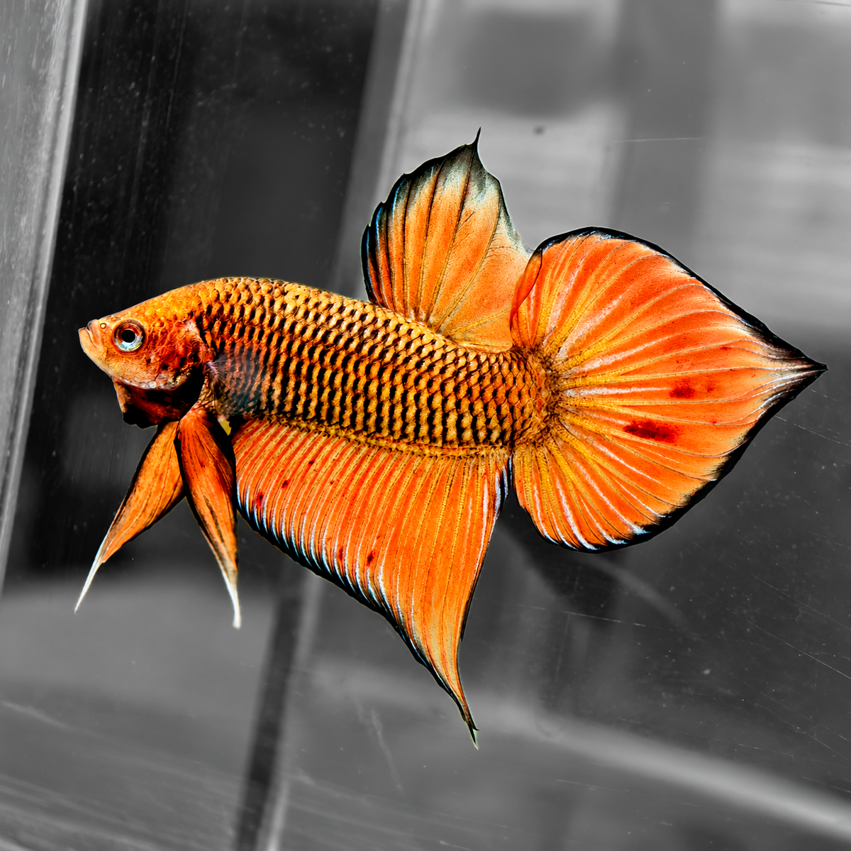 Orange Wild Betta Splendens Hybrid Male