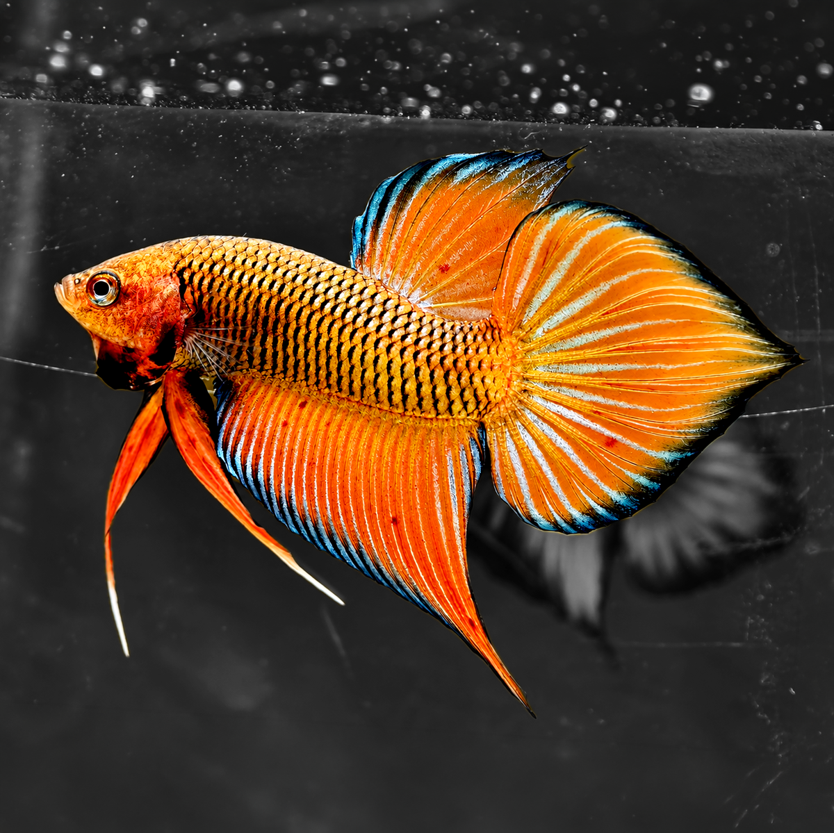 Orange Wild Betta Splendens Hybrid Male