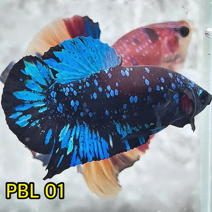 Black Star Nebula Plakat Betta | You Pick Betta | High Grade