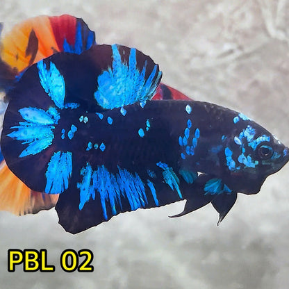 Black Star Nebula Plakat Betta | You Pick Betta | High Grade