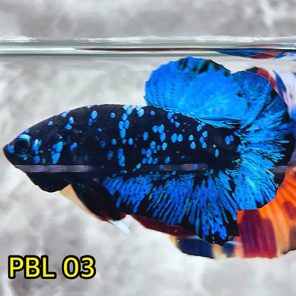 Black Star Nebula Plakat Betta | You Pick Betta | High Grade