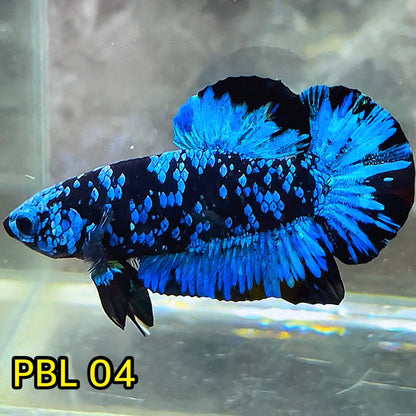 Black Star Nebula Plakat Betta | You Pick Betta | High Grade