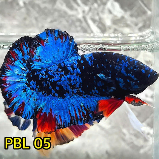 Black Star Nebula Plakat Betta | You Pick Betta | High Grade