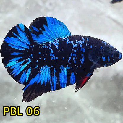 Black Star Nebula Plakat Betta | You Pick Betta | High Grade