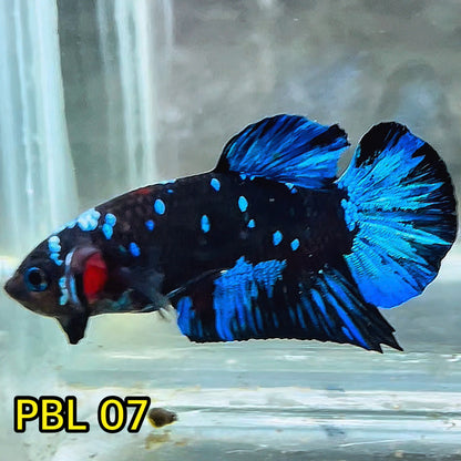 Black Star Nebula Plakat Betta | You Pick Betta | High Grade