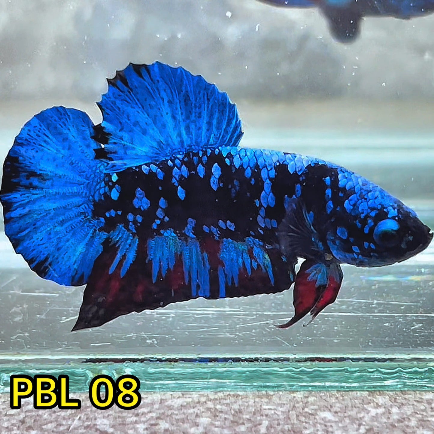 Black Star Nebula Plakat Betta | You Pick Betta | High Grade