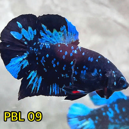 Black Star Nebula Plakat Betta | You Pick Betta | High Grade