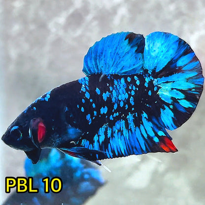 Black Star Nebula Plakat Betta | You Pick Betta | High Grade