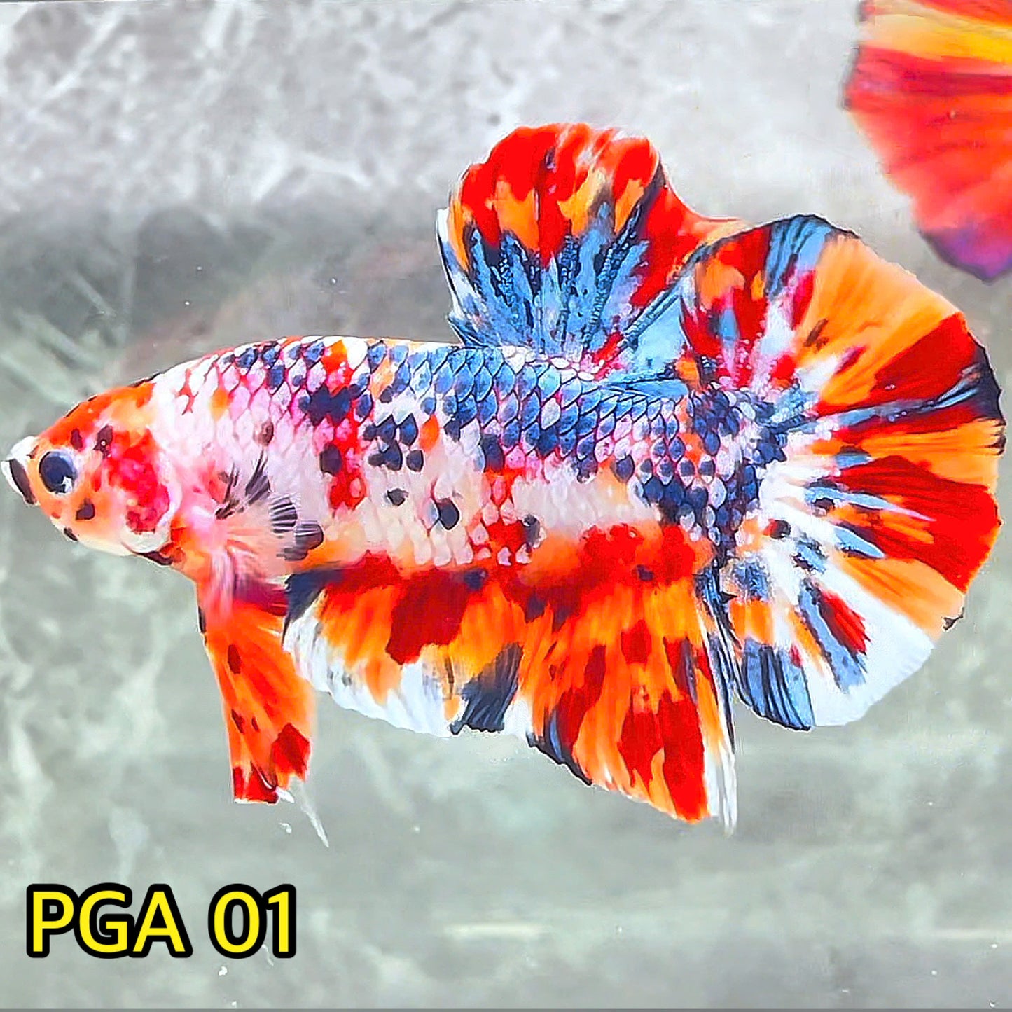 King Giant Plakat Male Betta Fish | You Pick Fish | High Grade