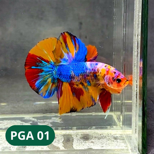 King Giant Plakat Male Betta Fish | You Pick Fish | High Grade