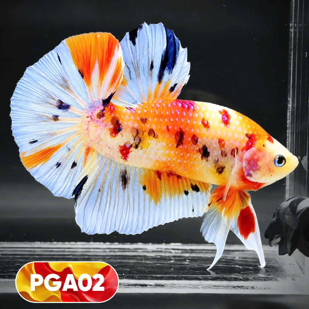 Tropicflow | Giant Betta Fish For Sale