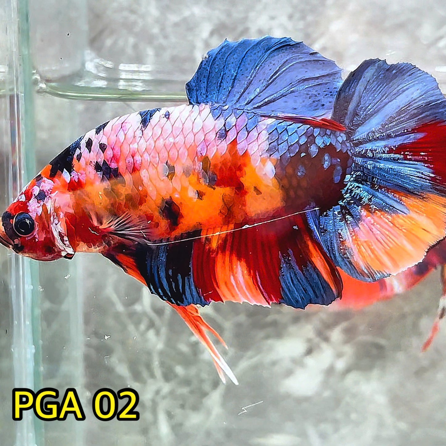 King Giant Plakat Male Betta Fish | You Pick Fish | High Grade